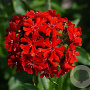 Lychnis chalcedonica GM P9