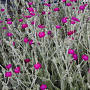Lychnis coronaria 'Atrosanguinea' GM P9