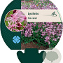 Lychnis flos-cuculi GM P9