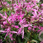 Lychnis flos-cuculi GM P9