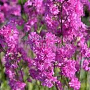 Lychnis viscaria 'Plena' GM P9