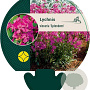 Lychnis viscaria 'Splendens' GM P9