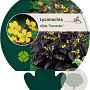 Lysimachia ciliata 'Firecracker' GM P9