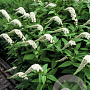 Lysimachia clethroides GM P9