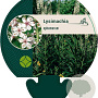 Lysimachia ephemerum GM P9