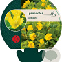 Lysimachia nummularia GM P9