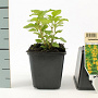 Lysimachia punctata GM P9