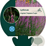 Lythrum virgatum 'Dropmore Purple' GM P9
