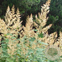 Macleaya cordata GM P9