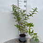 Hypericum androsaemum 30-40 cm 2,0L