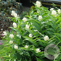 Smilacina racemosa GM P9