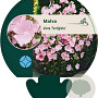 Malva alcea 'Fastigiata' GM P9