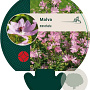 Malva moschata GM P9
