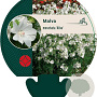 Malva moschata 'Alba' GM P9