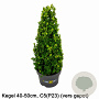 Ilex crenata Dark Green 40-50 cm 5,0L kegel versgepot
