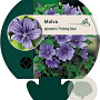 Malva sylvestris 'Primley Blue' GM P9