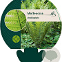 Matteuccia struthiopteris GM P9