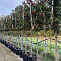 Ilex 'Nellie R. Stevens' 10-12 HA 50L 140 cm stam lei 140x120