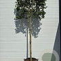 Ilex 'Nellie R. Stevens' 10-12 HO draadkluit LEIVORM 200 cm stam