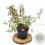 Indigofera heterantha 30-40 cm 3,0L