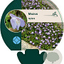 Mazus reptans GM P9