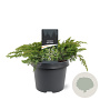 Juniperus conferta 'Schlager' 30-40 cm 3,0L