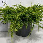 Juniperus squamata 'Holger' 40-50 cm 5,0L