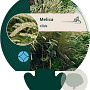 Melica ciliata GM P9