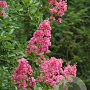 Lagerstroemia 'Hopi' 100-120 cm 12L struik
