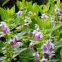 Melittis melissophyllum GM P9