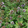 Mentha aquatica GM P9