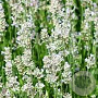 Lavandula ang. 'Silbermöwe' GM P9