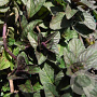 Mentha piperita 'Chocolate' GM P9