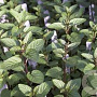 Mentha piperita 'Chocolate' GM P9