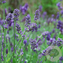 Lavandula int. 'Provence' GM P9