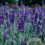 Lavandula 'Richard Gray' GM P9