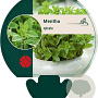 Mentha spicata GM P9