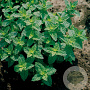 Mentha spicata GM P9