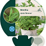Mentha spicata 'Moroccan' GM P9