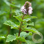 Mentha spicata 'Moroccan' GM P9