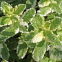Mentha suaveolens 'Variegata' GM P9