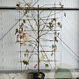 Liquidambar styraciflua 160 cm container lage leivorm lei 110x160