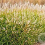 Miscanthus oligostachyus GM P9