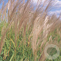 Miscanthus sacchariflorus GM P9