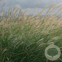 Miscanthus sinensis GM P9