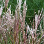 Miscanthus sinensis 'Aperitif' GM P9