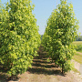 Liquidambar s. 'Worplesdon' 8-10 HO 45L geveerd