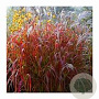 Miscanthus sin. 'Dronning Ingrid' GM P9