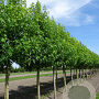 Liquidambar s. 'Worplesdon' 25-30 HO draadkluit 250 cm stam
