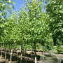 Liquidambar s. 'Worplesdon' 40-45 HO draadkluit 250 cm stam